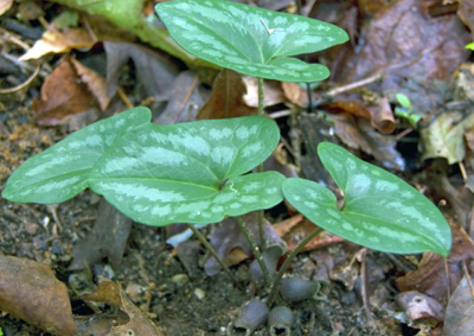 anemoneamericana.jpg