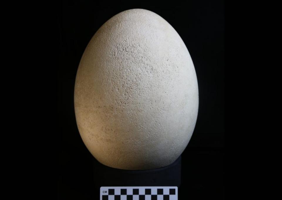 Elephant Bird egg