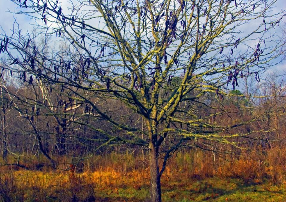 honey locust tree