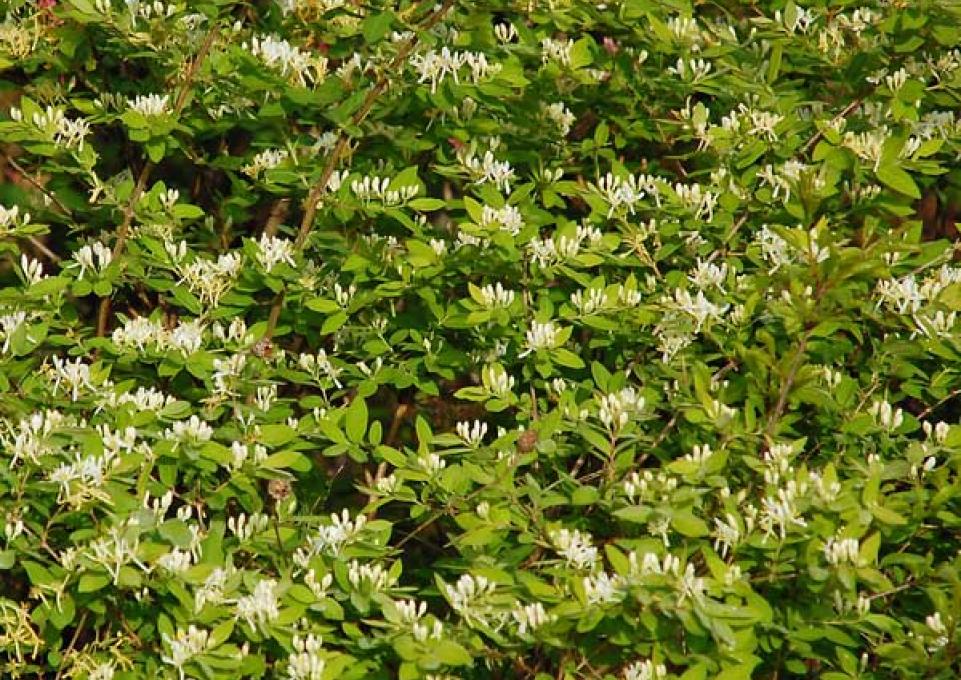 japanesehoneysuckle.jpg