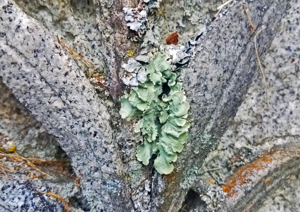 Lichen growing on a gravestone
